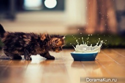 Японский котенок – самый симпатичный в мире!
