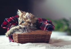 Японский котенок – самый симпатичный в мире!