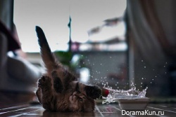 Японский котенок – самый симпатичный в мире!