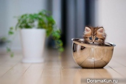 Японский котенок – самый симпатичный в мире!