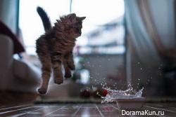 Японский котенок – самый симпатичный в мире!