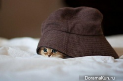 Японский котенок – самый симпатичный в мире!