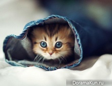 Японский котенок – самый симпатичный в мире!