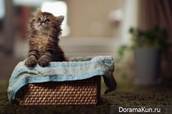 Японский котенок – самый симпатичный в мире!