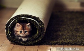 Японский котенок – самый симпатичный в мире!