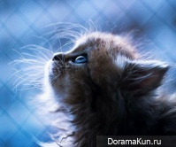 Японский котенок – самый симпатичный в мире!