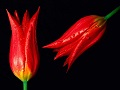 Hope BNS