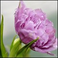 missLiR